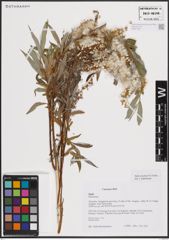 Foto von Salix excelsa S. G. Gmel.